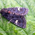 dot moth (Melanchra persicariae) Kenneth Noble